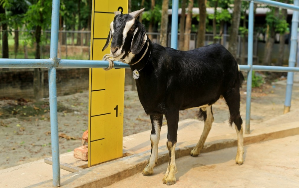 Goat wether (খাসি)